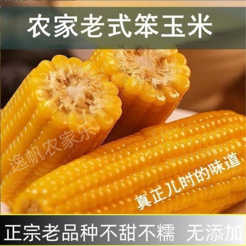 传统老式笨玉米普通玉米老玉米有嚼劲非甜非糯越嚼越香真空原味
