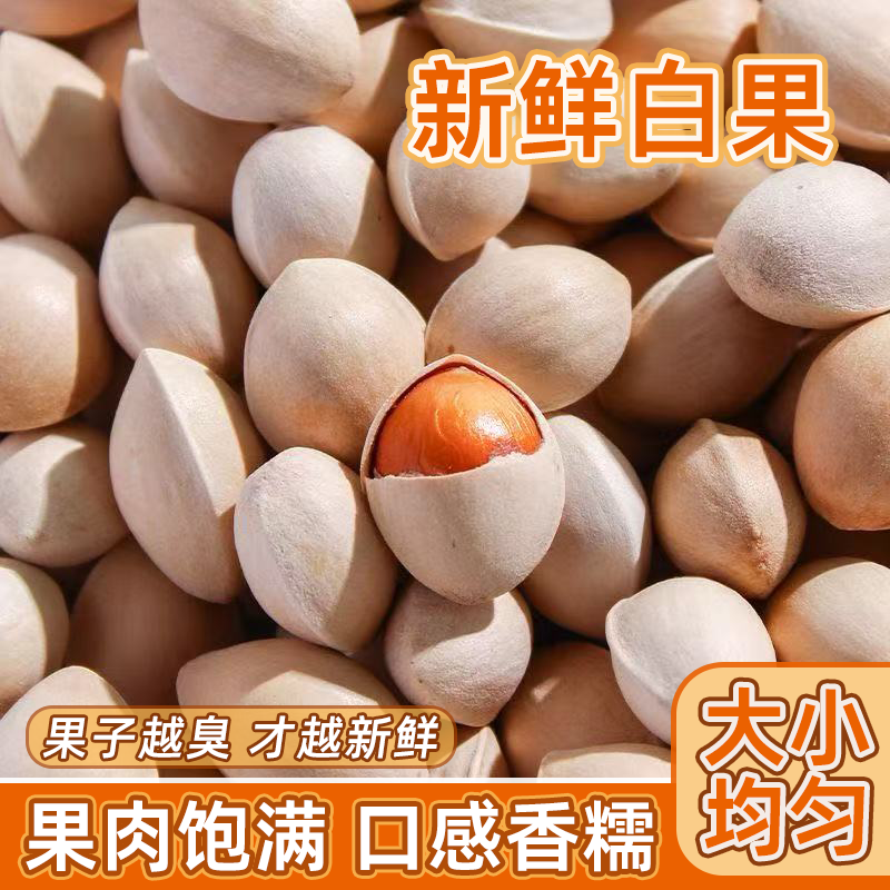 精选生银杏果新鲜特级银杏树大果当年鲜白果银杏果生白果新鲜白果