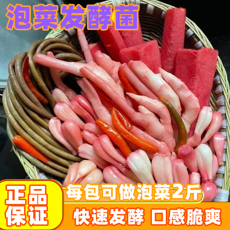 泡菜发酵菌果蔬酵素发酵菌蔬菜发酵粉泡菜菌正宗四川泡菜不生花