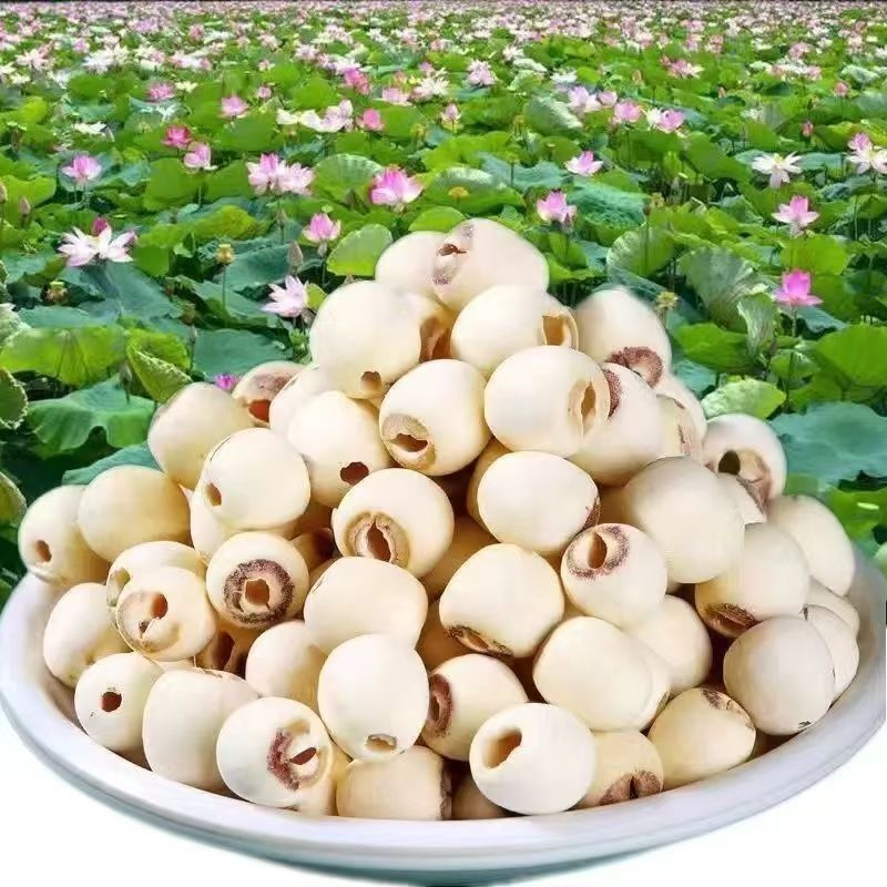 湖北洪湖2025年莲子去芯纯天然干货大粒粉糯食用磨皮无芯无硫煲汤