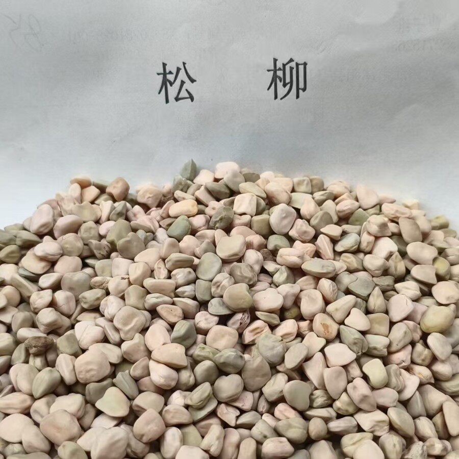 松柳芽苗菜马蹄豆批发水培芽苗菜松柳植物