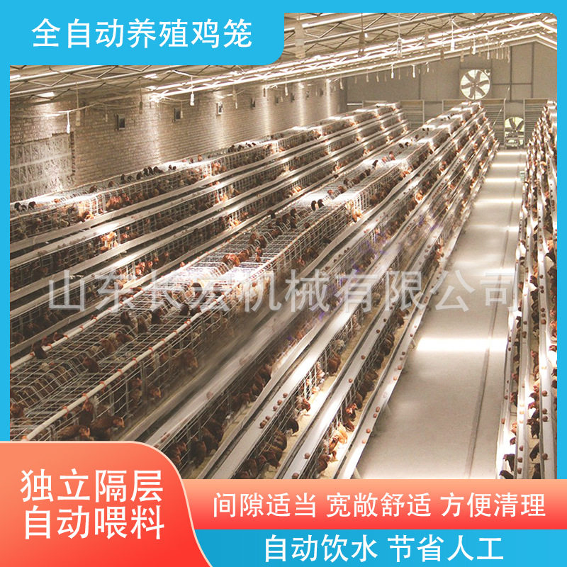 肉鸡A型鸡笼鹌鹑笼养殖笼全自动层叠式鸽子笼具蛋鸡笼肉鸡H型鸡笼