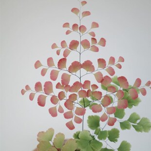 柔情铁线蕨 盆栽 生态雨林缸造景蕨类植物室内桌面耐阴