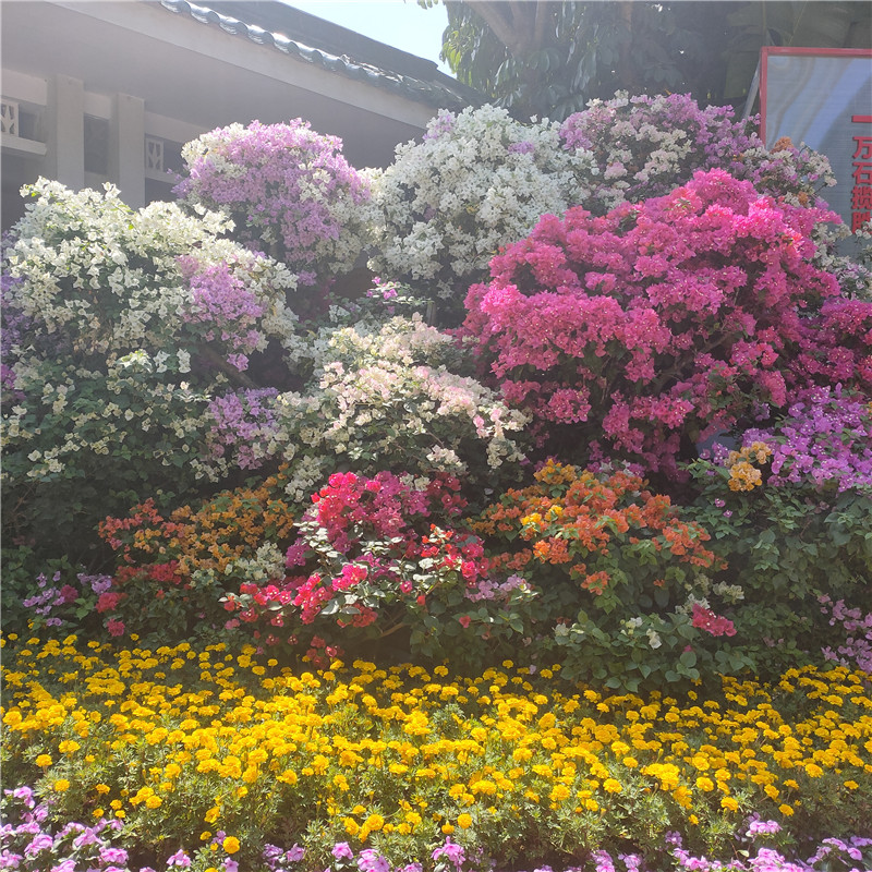 三角梅专用营养土盆栽家庭种植土壤三角梅土酸性土壤木本植物土