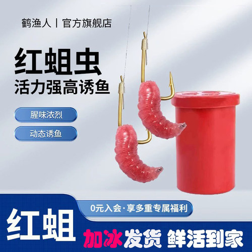 鲜活红蛆虫活饵鱼饵户外野钓饵料