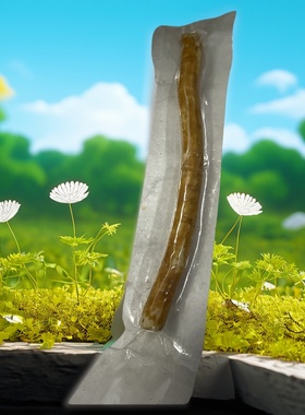 miswak tooth brush african middle east tooth cleaner natural