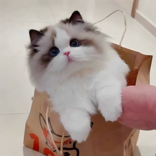 纯种布偶猫长毛幼猫蓝眼睛血统证