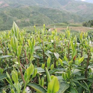 新日期2025泰顺三杯香茶叶新茶明前特级高山云雾茶浓香耐泡办公炒