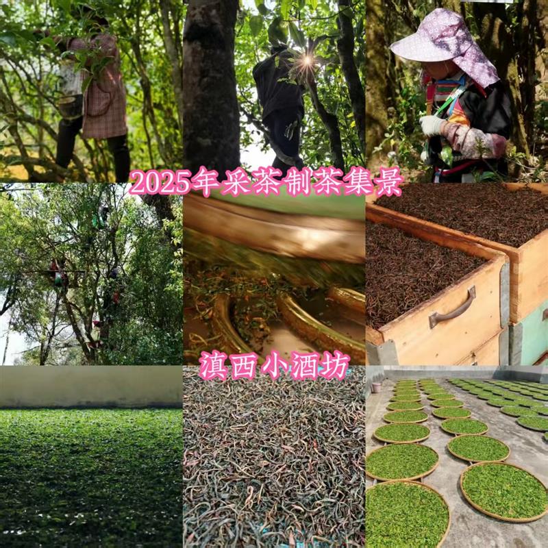 正宗云南德宏纯野生百年古树红茶晒红送礼佳品非凤庆非滇红女性龙