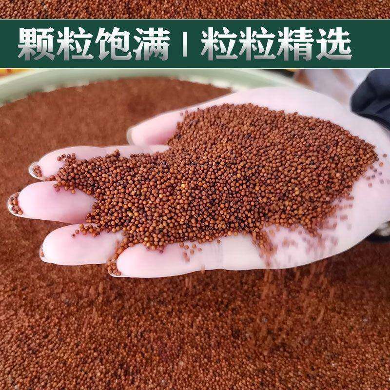 广西粟米龙爪粟婴儿枕头五谷杂粮鸭脚粟米粥红色粟米粒包邮栗米粉