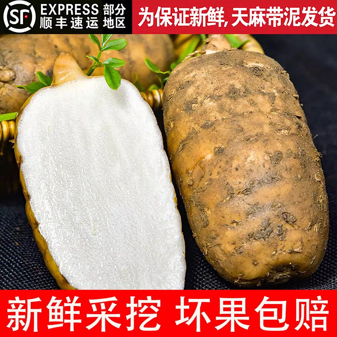 贵州新鲜乌天麻高山毕节大方仿野生新鲜天麻基地现挖现发带泥炖汤