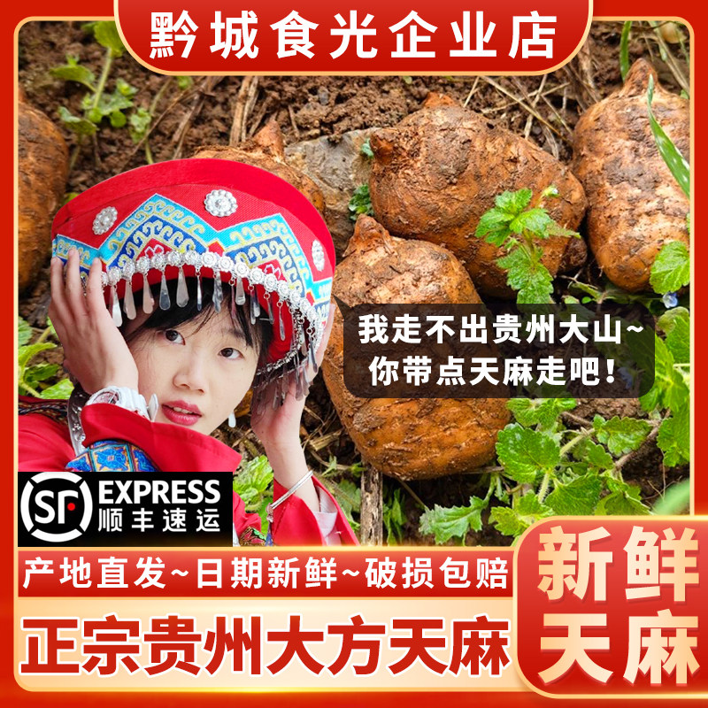 大方天麻贵州乌蒙腾新鲜天麻仿野生天麻新鲜现挖现发营业炖鸡煲汤