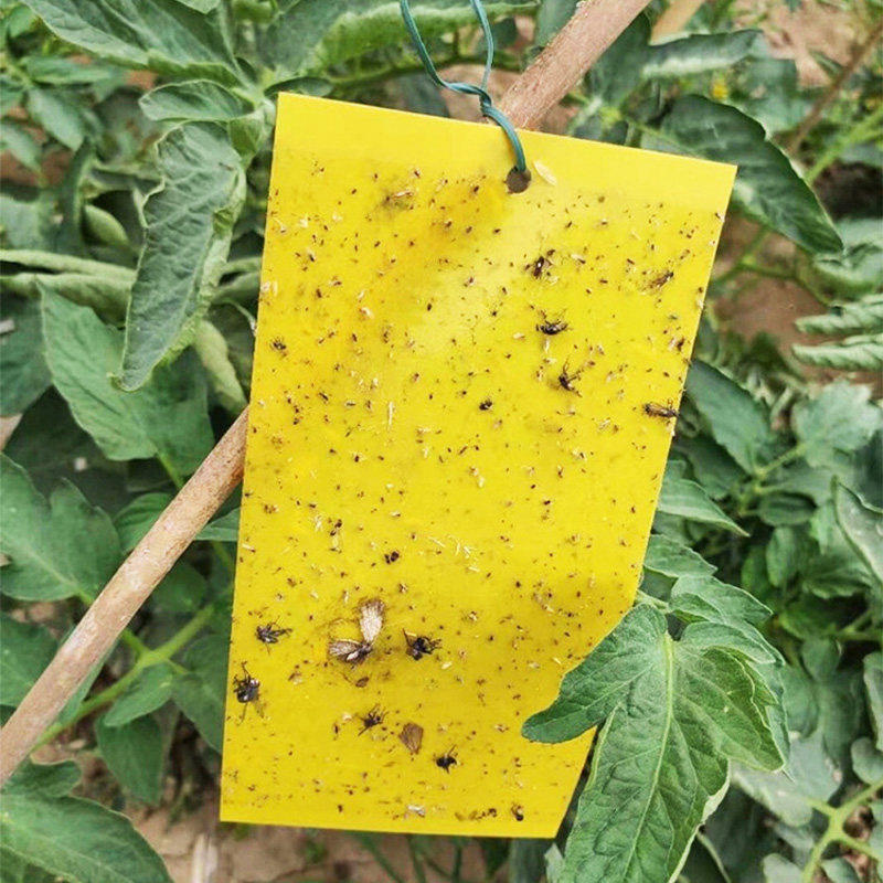 粘虫子神器粘虫板双面诱虫黄板蛾蠓蓟马小黑飞虫果树大棚园粘蝇纸