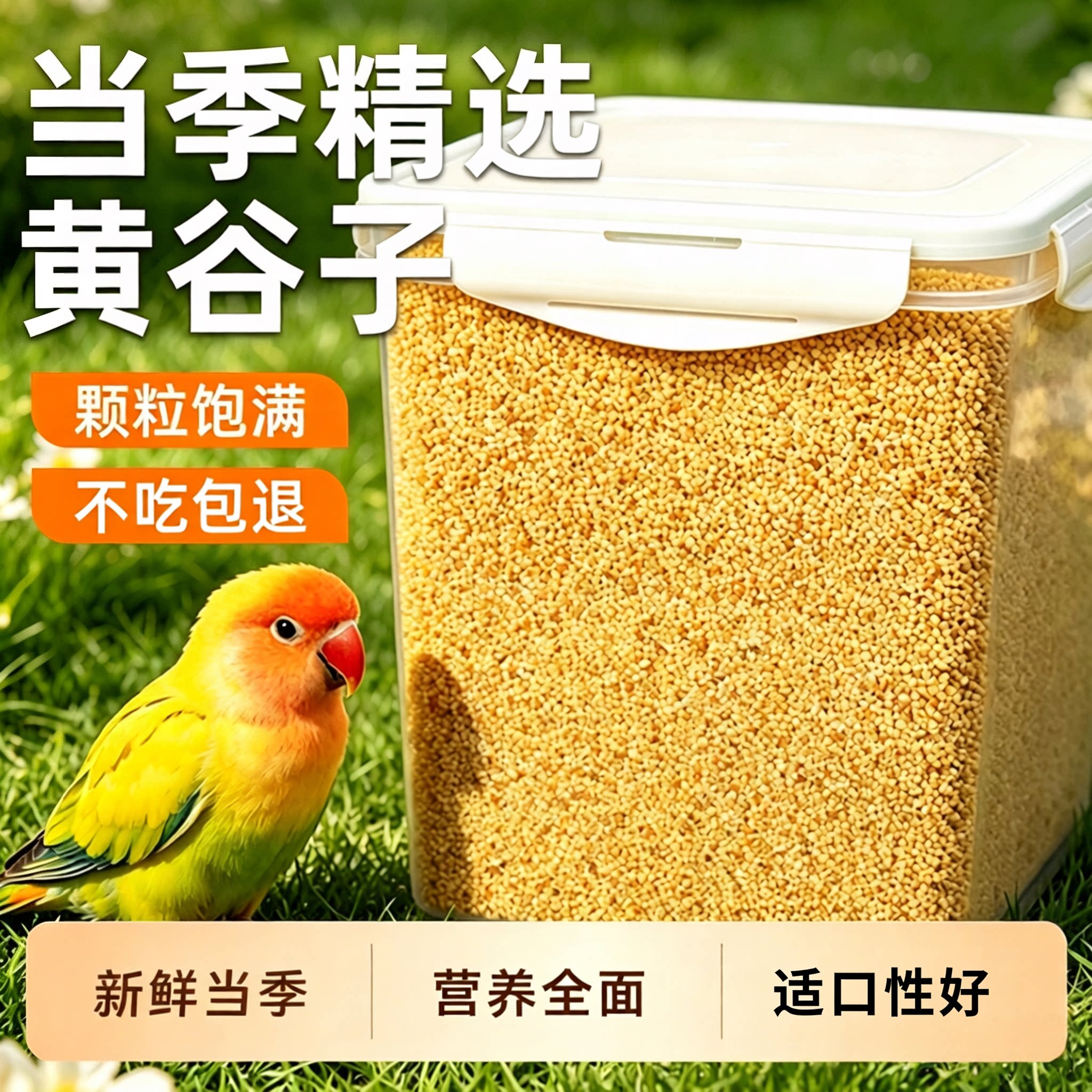 当季新货黄谷子!个大饱满