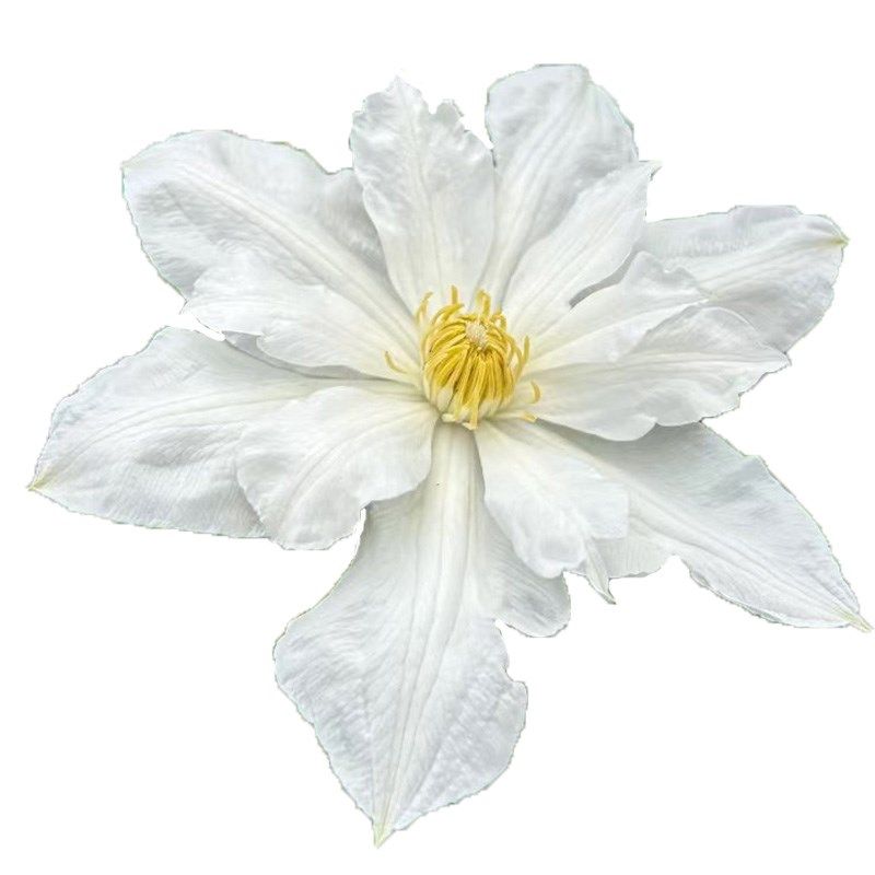 伊萨哥铁线莲花苗盆栽爬藤花藤本皇后半重瓣大花丰花无刺攀援植物,鲜花速递/花卉仿真/绿植园艺,绣球/木绣球/木本植物,淘宝优惠券,粉丝福利购,淘宝优惠卷