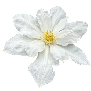 伊萨哥铁线莲花苗盆栽爬藤花藤本皇后半重瓣大花丰花无刺攀援植物