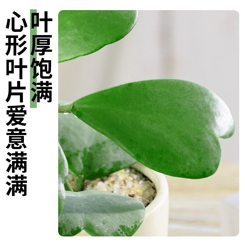 心叶球兰盆栽室内办公室绿植多肉植物大颗好养活心型观叶爬藤花卉,鲜花速递/花卉仿真/绿植园艺,多肉植物,淘宝优惠券,粉丝福利购,淘宝优惠卷