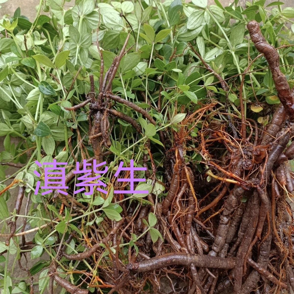 云南小红参中药材新鲜滇紫参原生态晒干小红药下单正品包邮