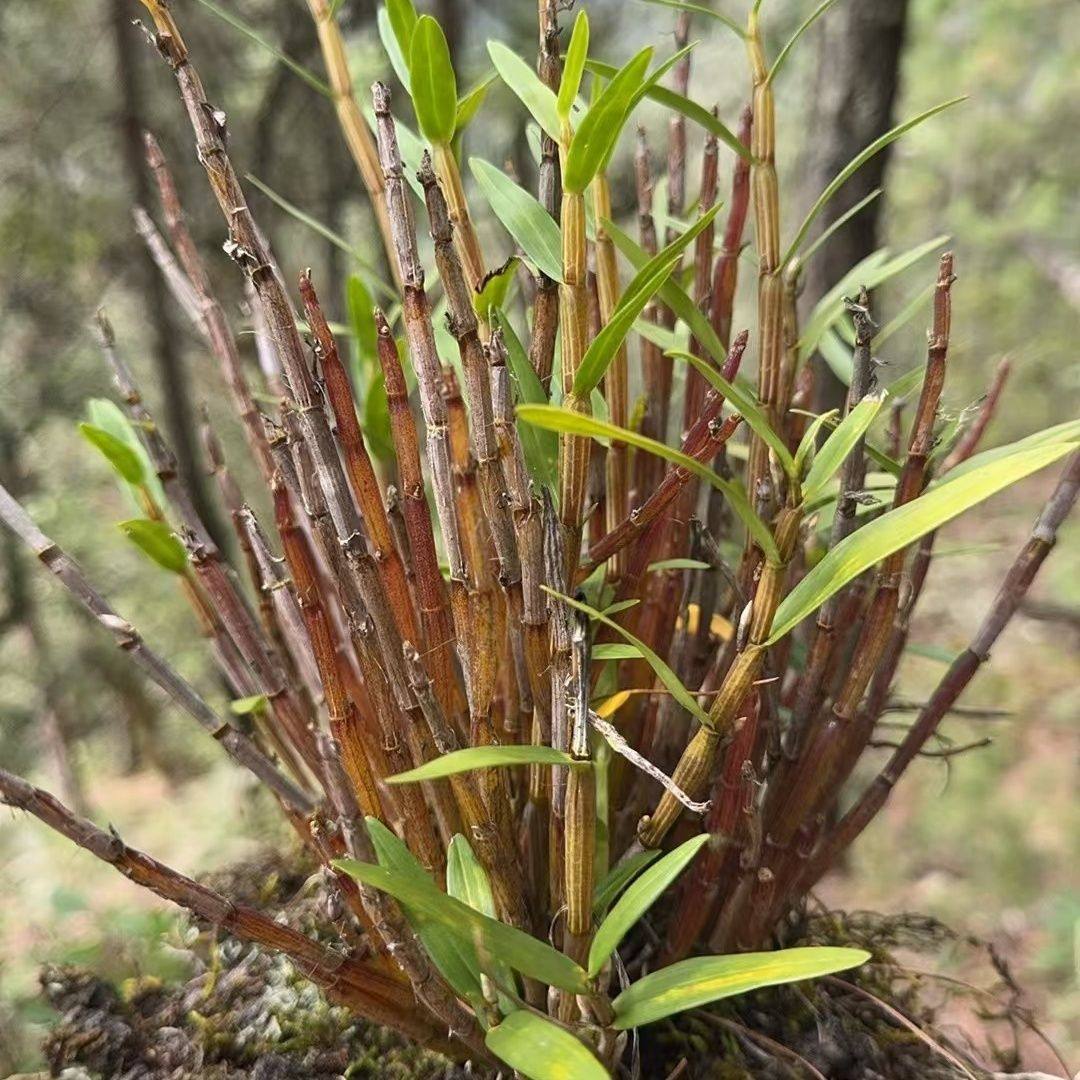 美花细茎石斛小黄草石斛小环草石斛细黄草石斛鲜条绿植盘栽