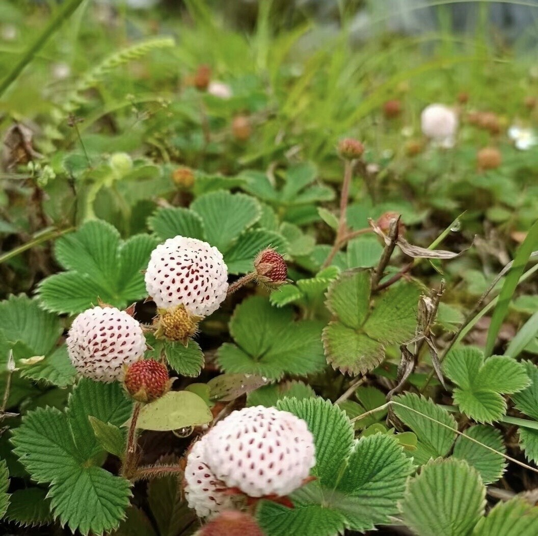 云南野草莓白草莓白顶果红白米泡儿菠萝蜜野草莓当季带花苞现挖