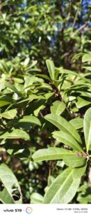 云南野杨梅树深山杨梅树皮杨梅树枝杨梅树根皮新鲜现采