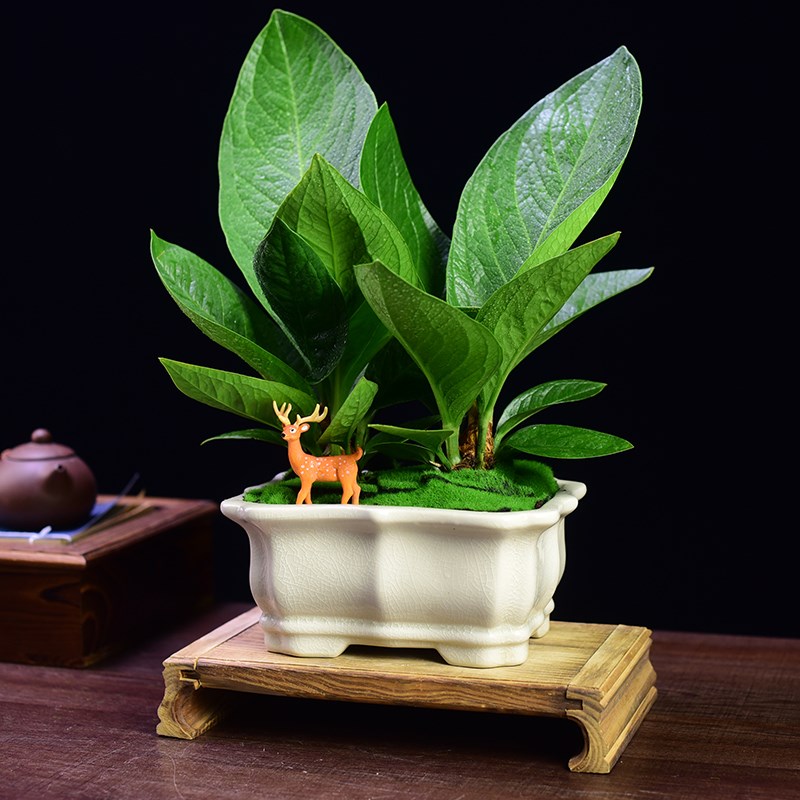 聚宝盆绿植大叶盆栽鸟巢花烛室内办公客厅书房植物室内好养开业礼