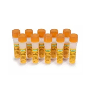 Bio-Rad 1708882定量试剂盒iQ? SYBR? Green Supermix