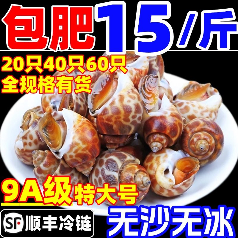 花螺鲜活冷冻特大超大东风螺新鲜小海螺香螺田螺贝类海鲜包肥无沙