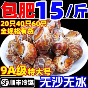 花螺鲜活冷冻特大超大东风螺新鲜小海螺香螺田螺贝类海鲜包肥无沙