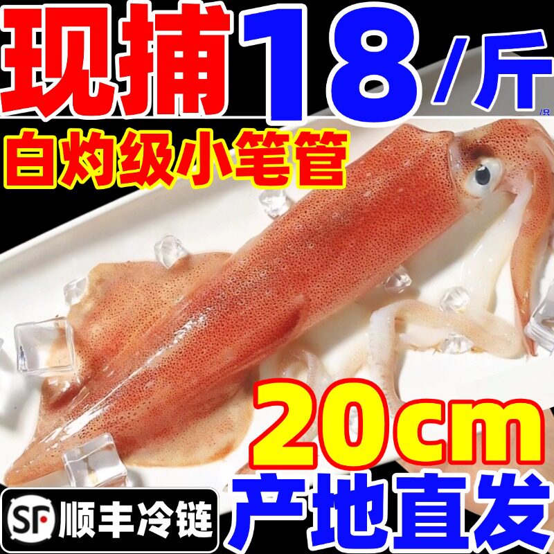 小管鱿鱼生鲜新鲜白灼级鲜活大管笔管鱼乌贼海兔子鱿鱼仔海鲜水产