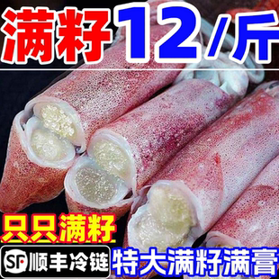 满籽籽乌海兔子全满籽膏带籽鲜活冷冻乌贼笔管鱿鱼小鱿鱼海鲜水产