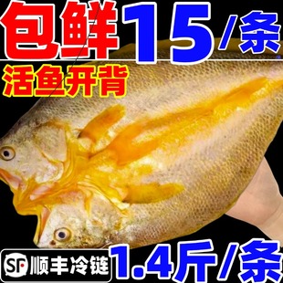 黄鱼鲞鲜活大黄鱼开背三去免处理黄瓜黄花鱼冷冻海鱼商用海鲜水产