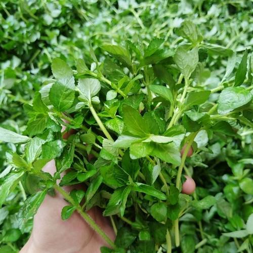 水香菜云南德宏香菜傣族新鲜调料傣味蔬菜鲜嫩水香菜泡沫箱发包邮