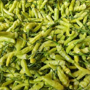 云南小米辣椒新鲜现摘朝天椒特辣白皮小米椒农家自种蔬菜现摘现发