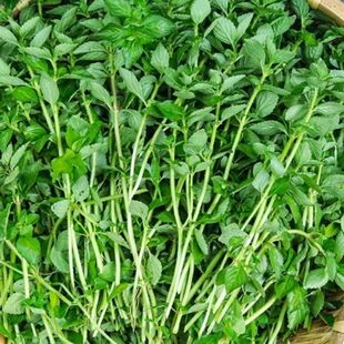 水香菜云南特产德宏傣味调料新鲜蔬菜嫩水香菜凉拌煮蛋汤250g包邮