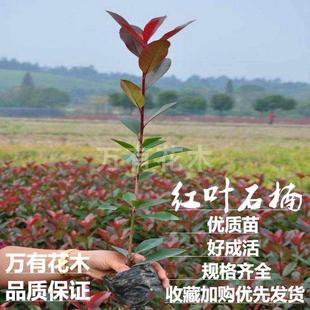 红叶石楠树苗火焰红庭院篱笆绿篱四季常青绿化苗木小工程树苗小苗
