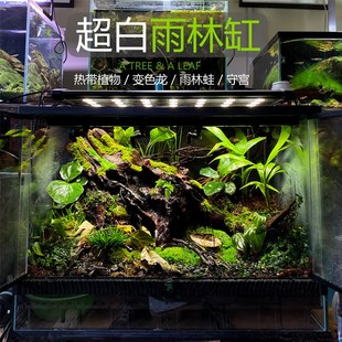 雨林缸定制妙思包邮生态缸植物爬宠缸超白玻璃带排水口树蛙守宫