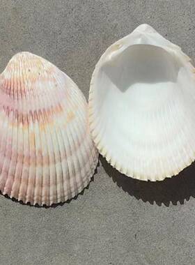 天彩然大壳30113贝幼园扇贝手白工儿DIY绘画海螺贝壳墙贴小扇贝壳