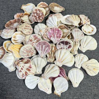 天57700然海螺贝贝壳打孔手dyi制作风铃头饰壳工项链工艺品活动签