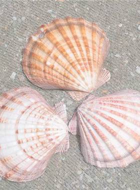 【20203螺厂贝】天然海螺景贝壳彩色大扇狮爪贝水族贝鱼缸造家居