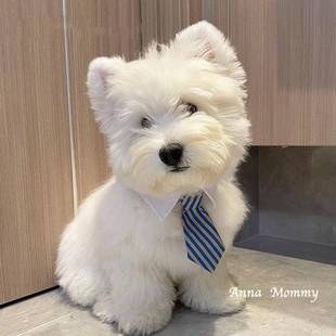 狗狗领带宠物围脖小狗口水巾围兜柴犬西高地围巾配饰猫咪领巾装饰