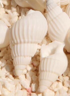 天然贝壳海 你小海螺 墙材贴地台装饰 迷鱼缸65673造螺景微景观DI