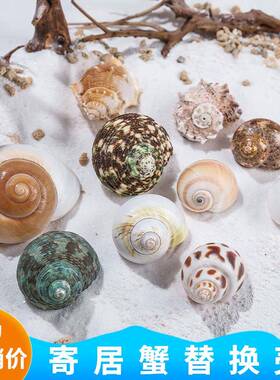 寄居居27678蟹替换天然海螺水贝壳躲避屋标本壳摆壳件族鱼缸造景