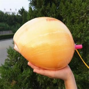 天然海螺号吹号 口11629哨 羊角儿螺千手号角听音哨子嘴配件童手