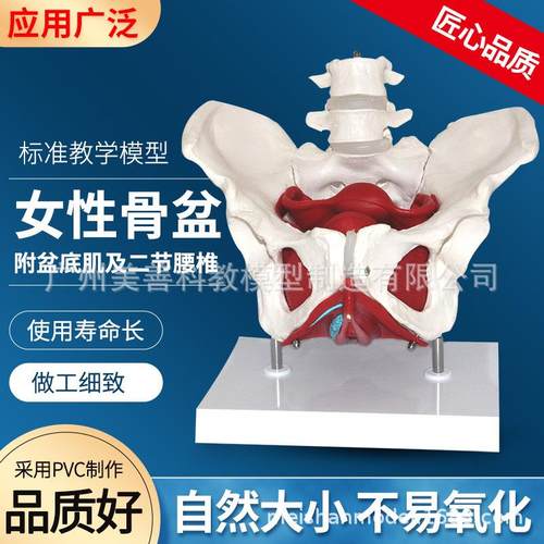 女性骨盆生殖解剖模型 盆腔结构 二节腰椎 骨盆带盆底肌 医学教具