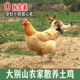 土鸡农家散养正宗老母鸡柴鸡新鲜现杀活鸡走地鸡草鸡月子鸡整只鸡