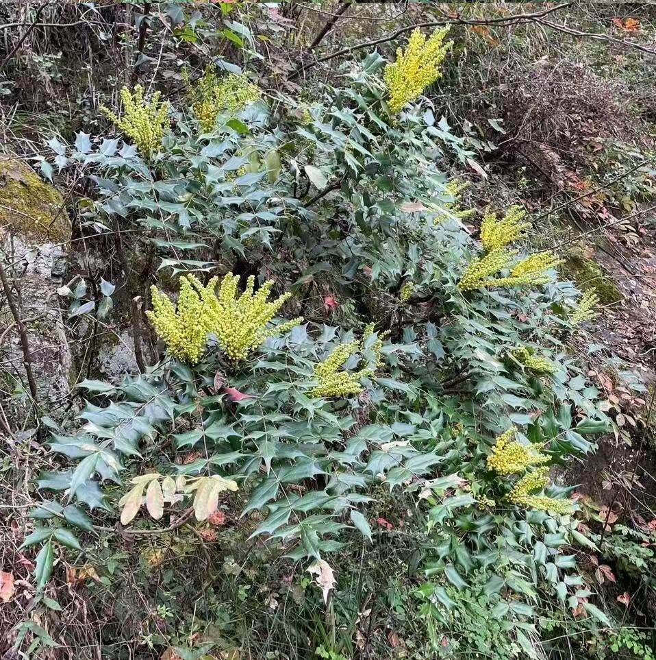 云南深山十大功劳中药材500g克刺黄连土黄连刺黄柏天然功劳木干货