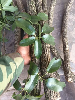 云南正宗新鲜海风藤爬岩香原生态鲜货藤条现砍现发