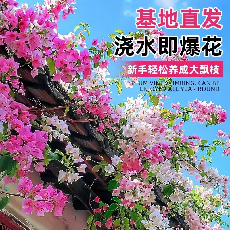 重瓣三角梅盆栽带花剑树苗室内阳台飘枝垂丝老桩四季开花爬藤花卉