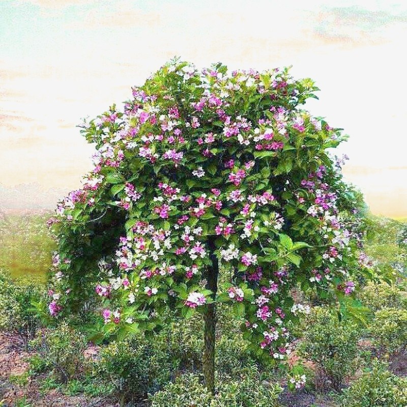 五彩锦带树苗盆栽多季开花别墅庭院花树绿化风景树花卉耐寒驱蚊虫